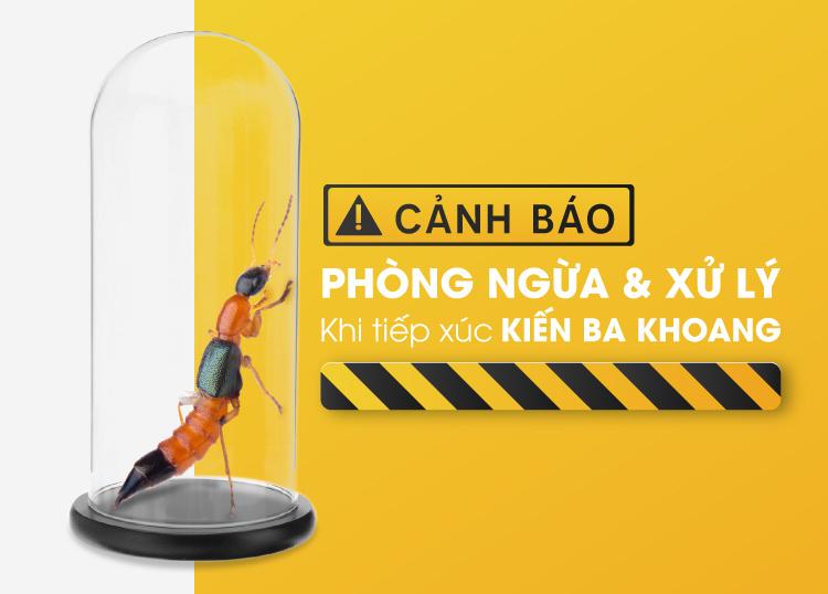 ⚠️ CẢNH BÁO! KIẾN BA KHOANG – CÁCH PHÒNG NGỪA & XỬ LÝ KHI TIẾP XÚC